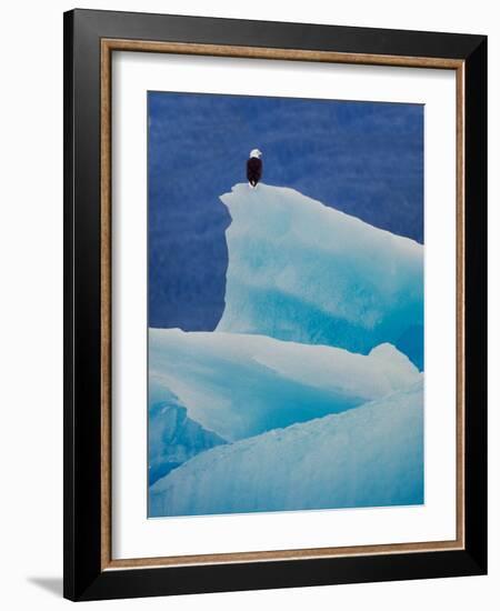 Bald Eagle on an Iceberg in Tracy Arm, Alaska, USA-Charles Sleicher-Framed Photographic Print