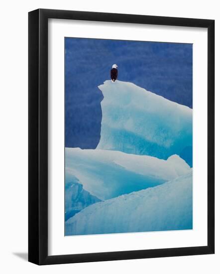 Bald Eagle on an Iceberg in Tracy Arm, Alaska, USA-Charles Sleicher-Framed Photographic Print
