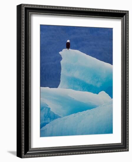 Bald Eagle on an Iceberg in Tracy Arm, Alaska, USA-Charles Sleicher-Framed Photographic Print