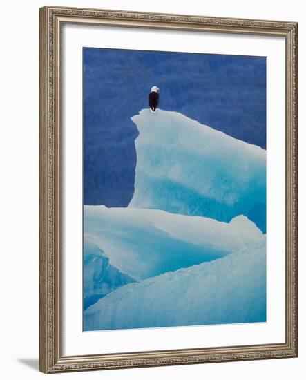 Bald Eagle on an Iceberg in Tracy Arm, Alaska, USA-Charles Sleicher-Framed Photographic Print