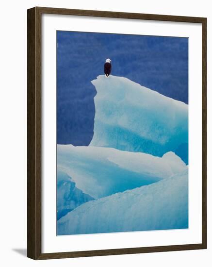 Bald Eagle on an Iceberg in Tracy Arm, Alaska, USA-Charles Sleicher-Framed Photographic Print