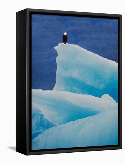 Bald Eagle on an Iceberg in Tracy Arm, Alaska, USA-Charles Sleicher-Framed Premier Image Canvas