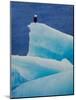 Bald Eagle on an Iceberg in Tracy Arm, Alaska, USA-Charles Sleicher-Mounted Photographic Print