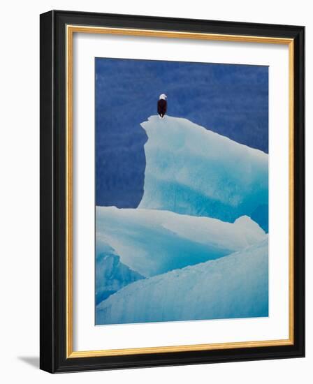 Bald Eagle on an Iceberg in Tracy Arm, Alaska, USA-Charles Sleicher-Framed Photographic Print