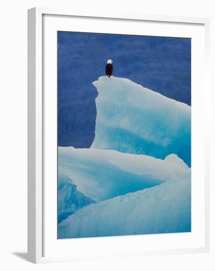 Bald Eagle on an Iceberg in Tracy Arm, Alaska, USA-Charles Sleicher-Framed Photographic Print