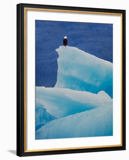 Bald Eagle on an Iceberg in Tracy Arm, Alaska, USA-Charles Sleicher-Framed Photographic Print