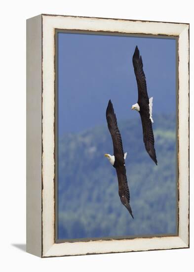 Bald Eagle Pair, Courtship Flight-Ken Archer-Framed Premier Image Canvas