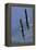 Bald Eagle Pair, Courtship Flight-Ken Archer-Framed Premier Image Canvas