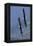 Bald Eagle Pair, Courtship Flight-Ken Archer-Framed Premier Image Canvas