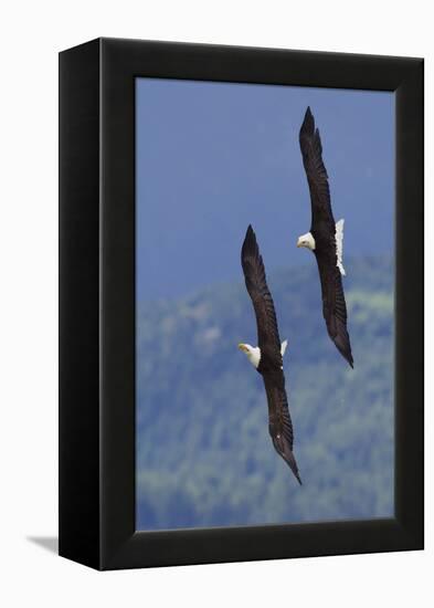 Bald Eagle Pair, Courtship Flight-Ken Archer-Framed Premier Image Canvas