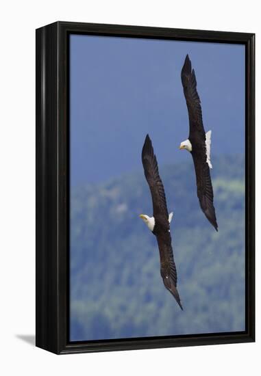 Bald Eagle Pair, Courtship Flight-Ken Archer-Framed Premier Image Canvas