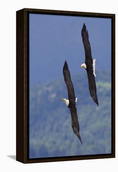 Bald Eagle Pair, Courtship Flight-Ken Archer-Framed Premier Image Canvas