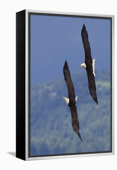 Bald Eagle Pair, Courtship Flight-Ken Archer-Framed Premier Image Canvas