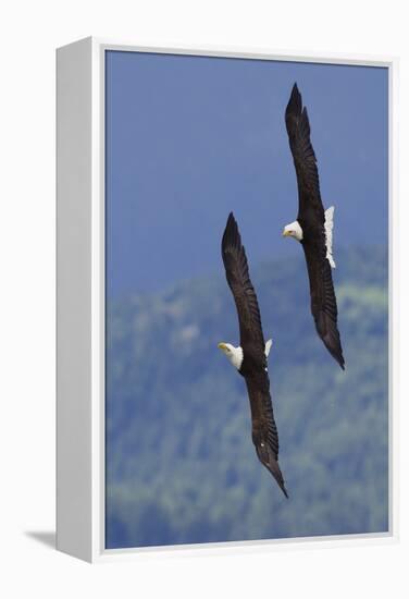 Bald Eagle Pair, Courtship Flight-Ken Archer-Framed Premier Image Canvas