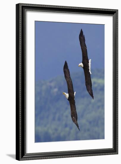 Bald Eagle Pair, Courtship Flight-Ken Archer-Framed Photographic Print