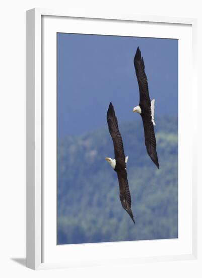 Bald Eagle Pair, Courtship Flight-Ken Archer-Framed Photographic Print