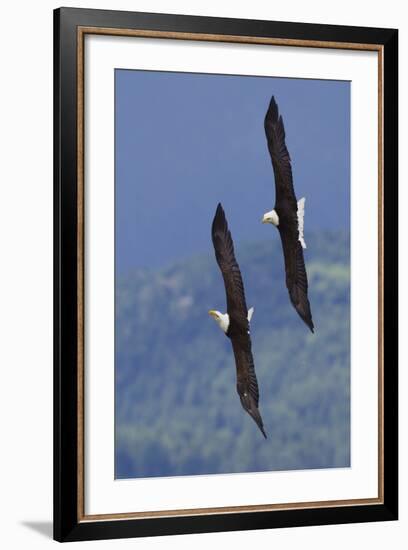 Bald Eagle Pair, Courtship Flight-Ken Archer-Framed Photographic Print