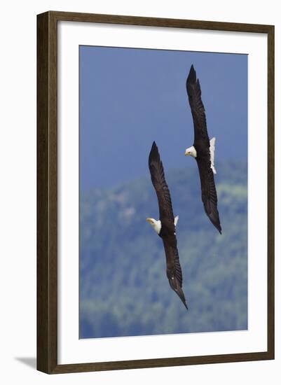 Bald Eagle Pair, Courtship Flight-Ken Archer-Framed Photographic Print