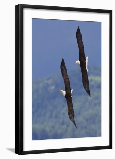 Bald Eagle Pair, Courtship Flight-Ken Archer-Framed Photographic Print