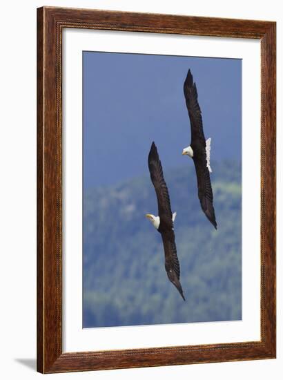 Bald Eagle Pair, Courtship Flight-Ken Archer-Framed Photographic Print