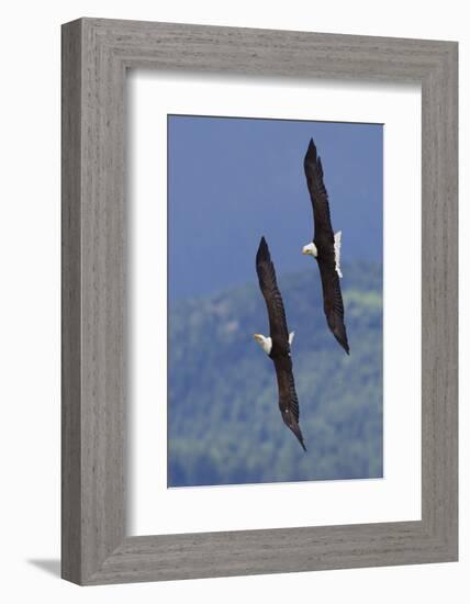 Bald Eagle Pair, Courtship Flight-Ken Archer-Framed Photographic Print