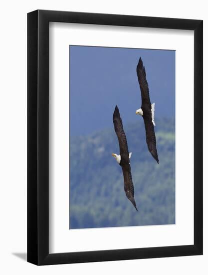 Bald Eagle Pair, Courtship Flight-Ken Archer-Framed Photographic Print