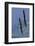Bald Eagle Pair, Courtship Flight-Ken Archer-Framed Photographic Print