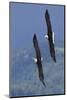 Bald Eagle Pair, Courtship Flight-Ken Archer-Mounted Photographic Print