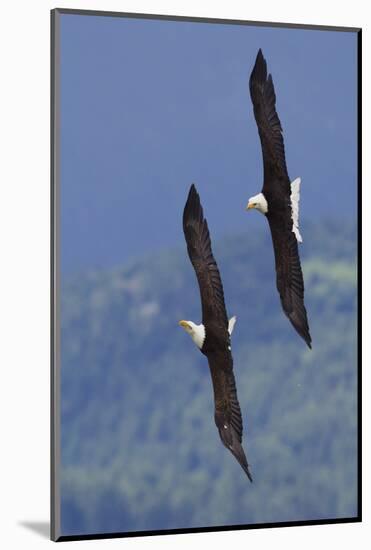 Bald Eagle Pair, Courtship Flight-Ken Archer-Mounted Photographic Print