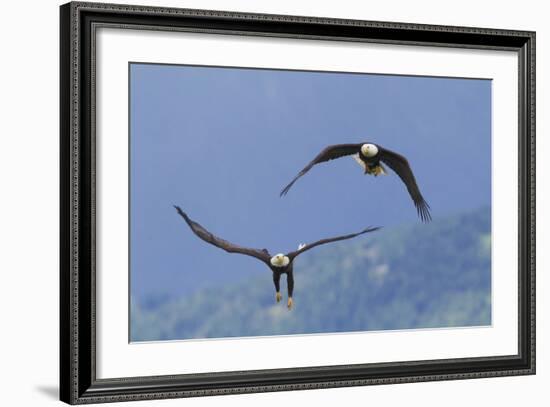 Bald Eagle Pair, Courtship-Ken Archer-Framed Photographic Print