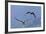 Bald Eagle Pair, Courtship-Ken Archer-Framed Photographic Print