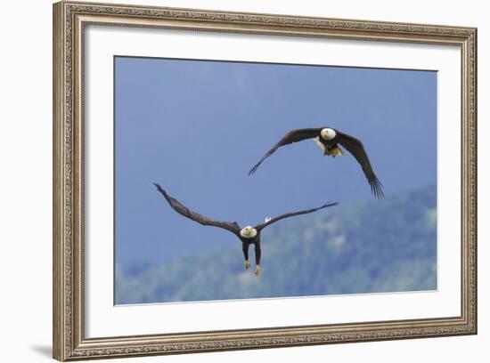 Bald Eagle Pair, Courtship-Ken Archer-Framed Photographic Print