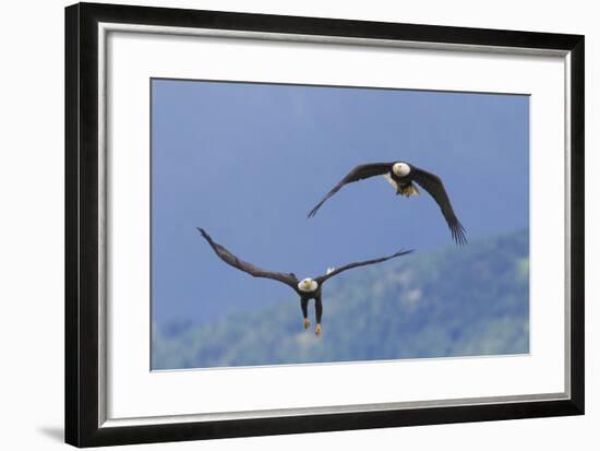 Bald Eagle Pair, Courtship-Ken Archer-Framed Photographic Print
