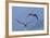 Bald Eagle Pair, Courtship-Ken Archer-Framed Photographic Print