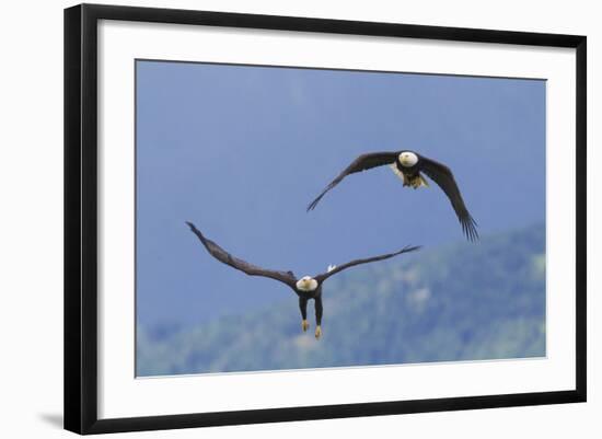 Bald Eagle Pair, Courtship-Ken Archer-Framed Photographic Print