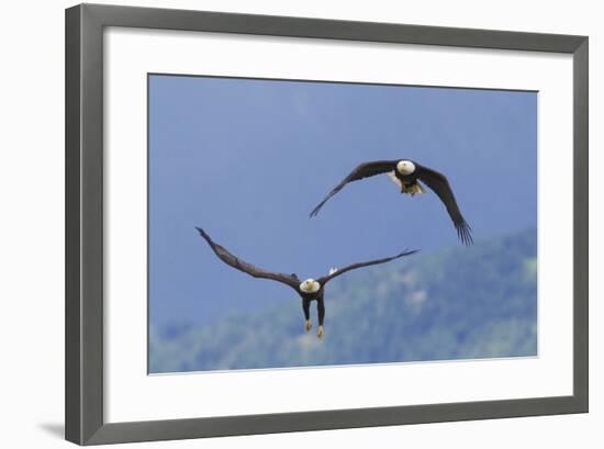 Bald Eagle Pair, Courtship-Ken Archer-Framed Photographic Print