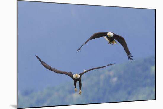 Bald Eagle Pair, Courtship-Ken Archer-Mounted Photographic Print