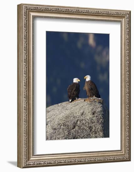 Bald Eagle Pair on Boulder-Ken Archer-Framed Photographic Print