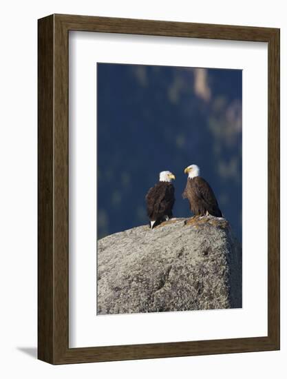 Bald Eagle Pair on Boulder-Ken Archer-Framed Photographic Print