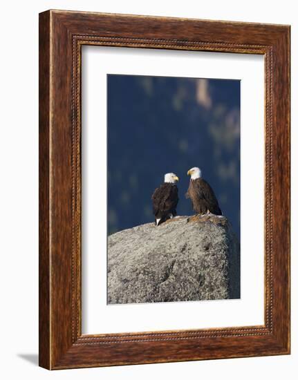 Bald Eagle Pair on Boulder-Ken Archer-Framed Photographic Print