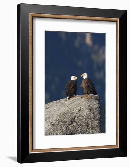 Bald Eagle Pair on Boulder-Ken Archer-Framed Photographic Print