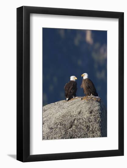 Bald Eagle Pair on Boulder-Ken Archer-Framed Photographic Print