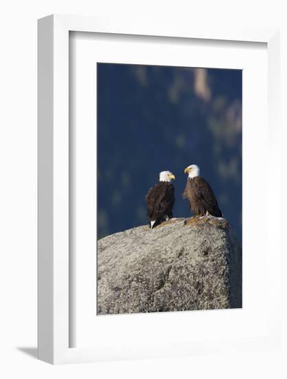 Bald Eagle Pair on Boulder-Ken Archer-Framed Photographic Print