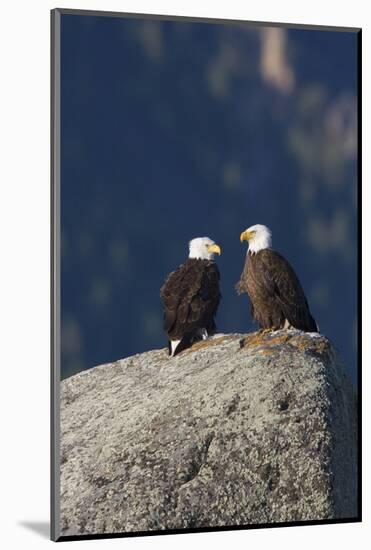 Bald Eagle Pair on Boulder-Ken Archer-Mounted Photographic Print