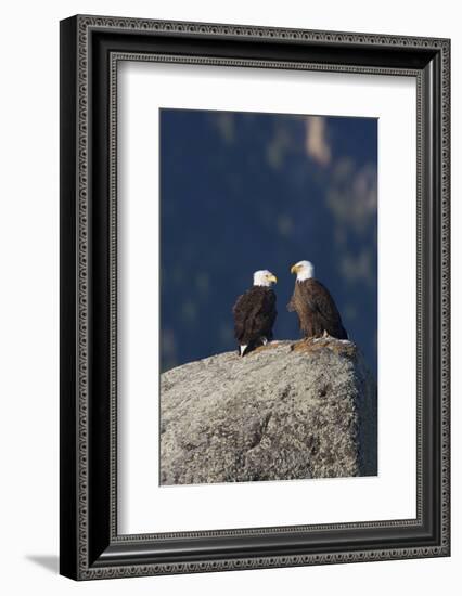 Bald Eagle Pair on Boulder-Ken Archer-Framed Photographic Print