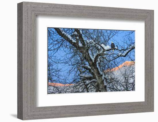 Bald Eagle perched on a tree covered with snow, snow mountain in the distance, Haines, Alaska, USA-Keren Su-Framed Photographic Print