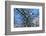 Bald Eagle perched on a tree covered with snow, snow mountain in the distance, Haines, Alaska, USA-Keren Su-Framed Photographic Print