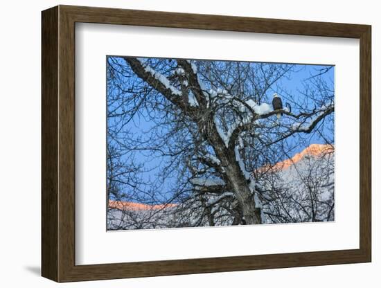 Bald Eagle perched on a tree covered with snow, snow mountain in the distance, Haines, Alaska, USA-Keren Su-Framed Photographic Print