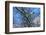 Bald Eagle perched on a tree covered with snow, snow mountain in the distance, Haines, Alaska, USA-Keren Su-Framed Photographic Print