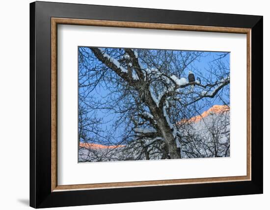 Bald Eagle perched on a tree covered with snow, snow mountain in the distance, Haines, Alaska, USA-Keren Su-Framed Photographic Print